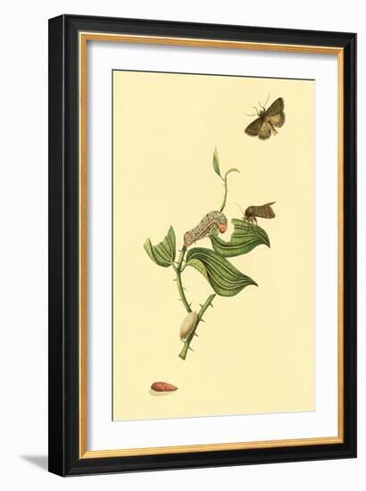 Surinam Butterflies, Moths and Caterpillars-Jan Sepp-Framed Art Print