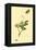 Surinam Butterflies, Moths and Caterpillars-Jan Sepp-Framed Stretched Canvas