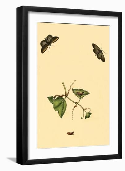 Surinam Butterflies, Moths and Caterpillars-Jan Sepp-Framed Art Print