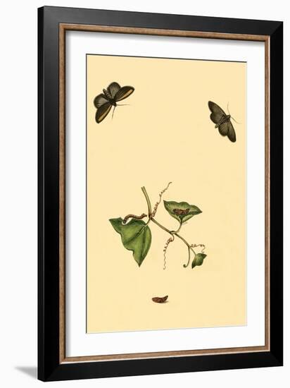 Surinam Butterflies, Moths and Caterpillars-Jan Sepp-Framed Art Print