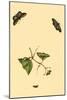 Surinam Butterflies, Moths and Caterpillars-Jan Sepp-Mounted Art Print