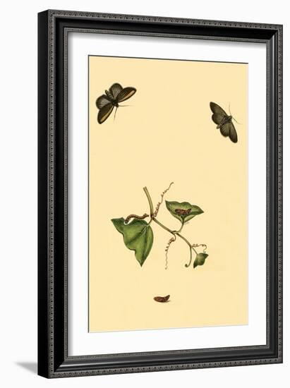 Surinam Butterflies, Moths and Caterpillars-Jan Sepp-Framed Art Print