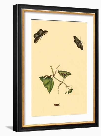 Surinam Butterflies, Moths and Caterpillars-Jan Sepp-Framed Art Print