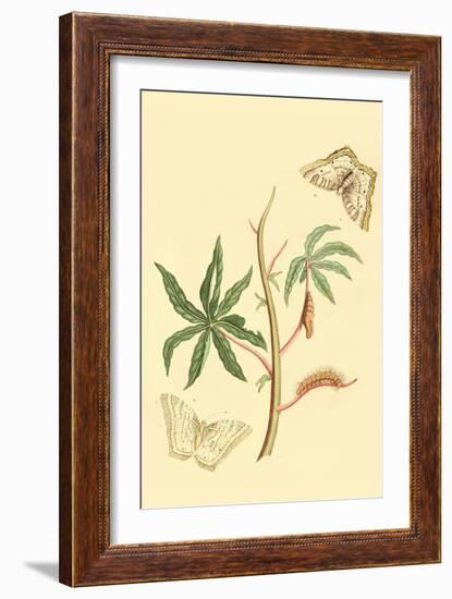 Surinam Butterflies, Moths and Caterpillars-Jan Sepp-Framed Art Print