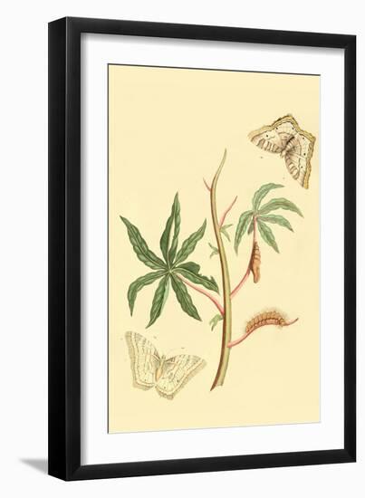 Surinam Butterflies, Moths and Caterpillars-Jan Sepp-Framed Art Print