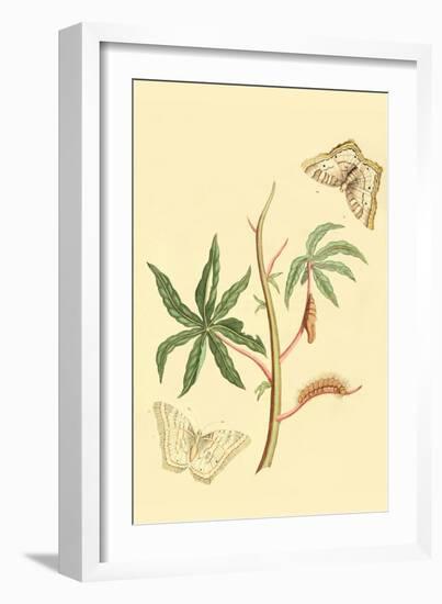 Surinam Butterflies, Moths and Caterpillars-Jan Sepp-Framed Art Print