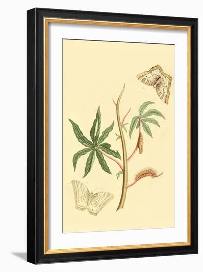 Surinam Butterflies, Moths and Caterpillars-Jan Sepp-Framed Art Print