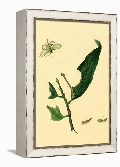 Surinam Butterflies, Moths and Caterpillars-Jan Sepp-Framed Stretched Canvas