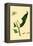 Surinam Butterflies, Moths and Caterpillars-Jan Sepp-Framed Stretched Canvas