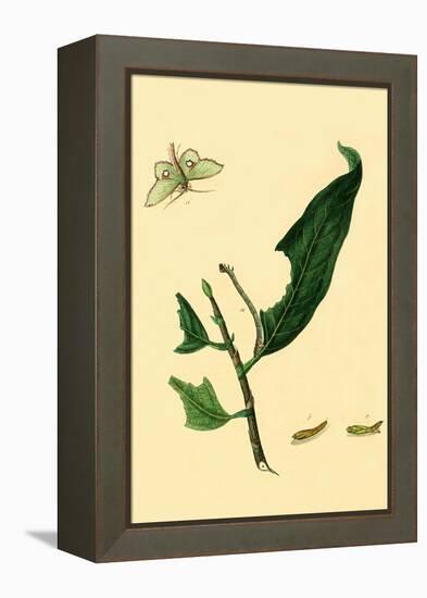 Surinam Butterflies, Moths and Caterpillars-Jan Sepp-Framed Stretched Canvas