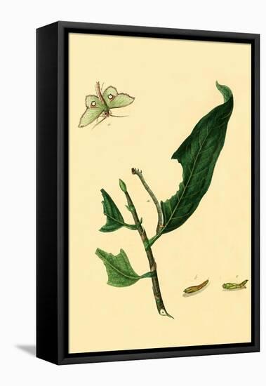 Surinam Butterflies, Moths and Caterpillars-Jan Sepp-Framed Stretched Canvas