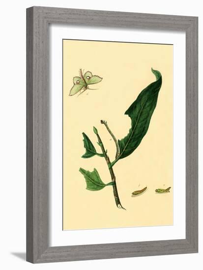 Surinam Butterflies, Moths and Caterpillars-Jan Sepp-Framed Art Print