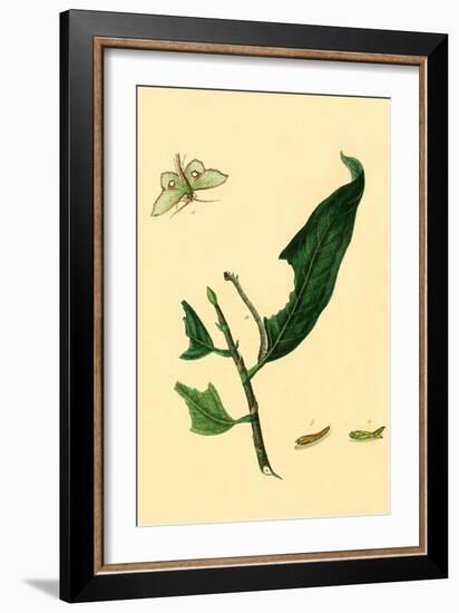 Surinam Butterflies, Moths and Caterpillars-Jan Sepp-Framed Art Print