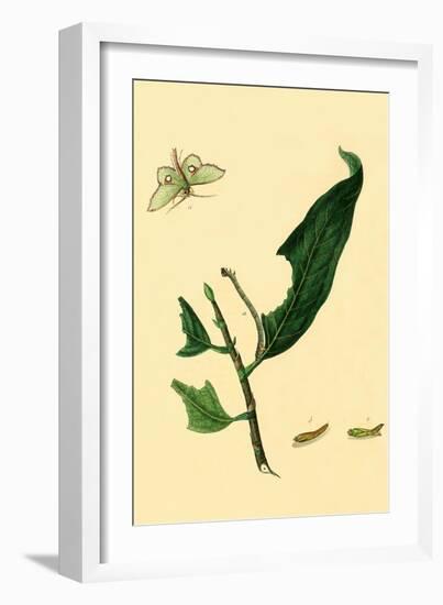 Surinam Butterflies, Moths and Caterpillars-Jan Sepp-Framed Art Print