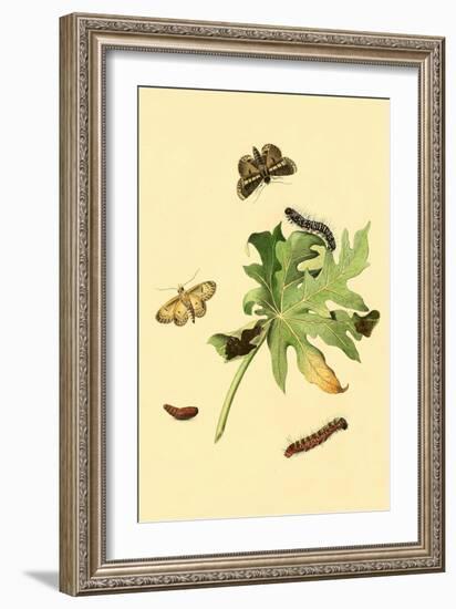 Surinam Butterflies, Moths and Caterpillars-Jan Sepp-Framed Art Print