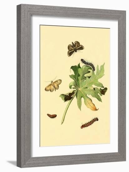 Surinam Butterflies, Moths and Caterpillars-Jan Sepp-Framed Art Print