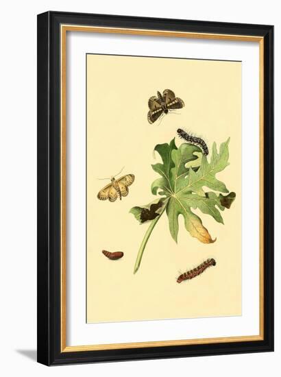 Surinam Butterflies, Moths and Caterpillars-Jan Sepp-Framed Art Print