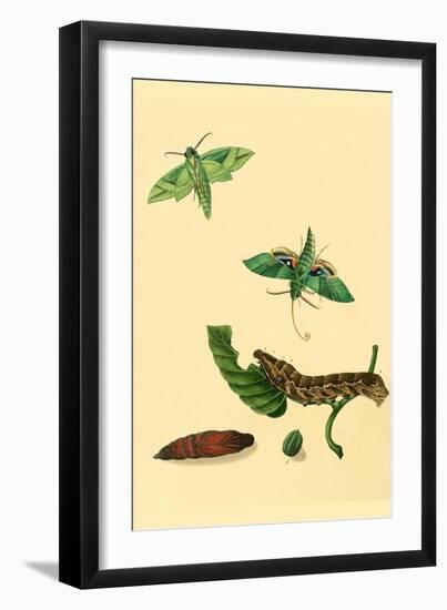 Surinam Butterflies, Moths and Caterpillars-Jan Sepp-Framed Art Print