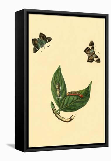 Surinam Butterflies, Moths and Caterpillars-Jan Sepp-Framed Stretched Canvas