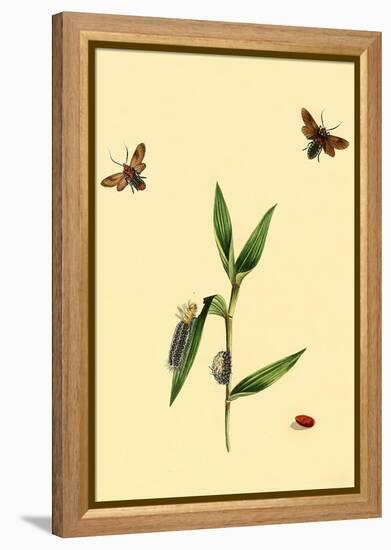 Surinam Butterflies, Moths and Caterpillars-Jan Sepp-Framed Stretched Canvas