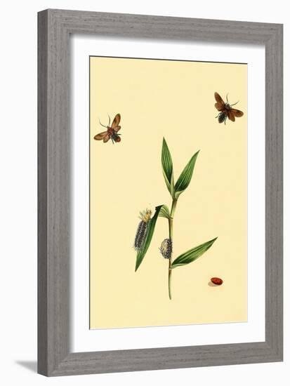 Surinam Butterflies, Moths and Caterpillars-Jan Sepp-Framed Art Print
