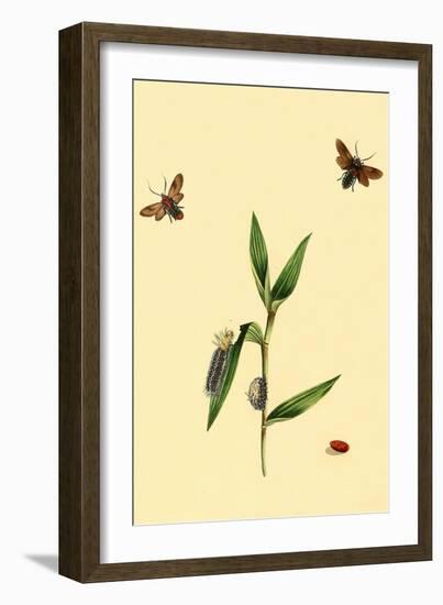 Surinam Butterflies, Moths and Caterpillars-Jan Sepp-Framed Art Print