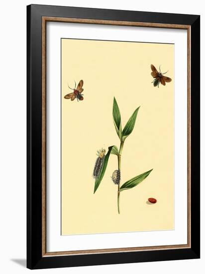 Surinam Butterflies, Moths and Caterpillars-Jan Sepp-Framed Art Print