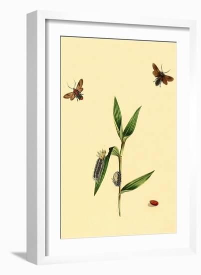 Surinam Butterflies, Moths and Caterpillars-Jan Sepp-Framed Art Print