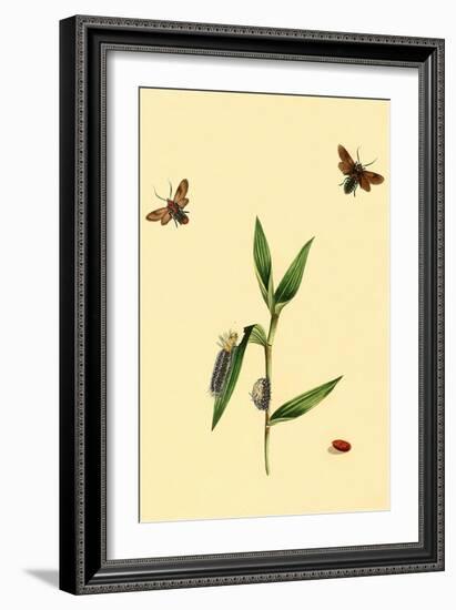 Surinam Butterflies, Moths and Caterpillars-Jan Sepp-Framed Art Print