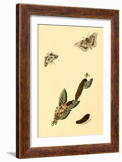 Surinam Butterflies, Moths and Caterpillars-Jan Sepp-Framed Art Print