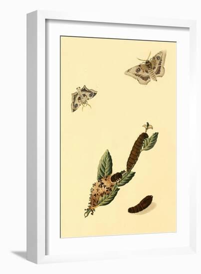 Surinam Butterflies, Moths and Caterpillars-Jan Sepp-Framed Art Print