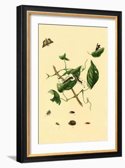 Surinam Butterflies, Moths and Caterpillars-Jan Sepp-Framed Art Print