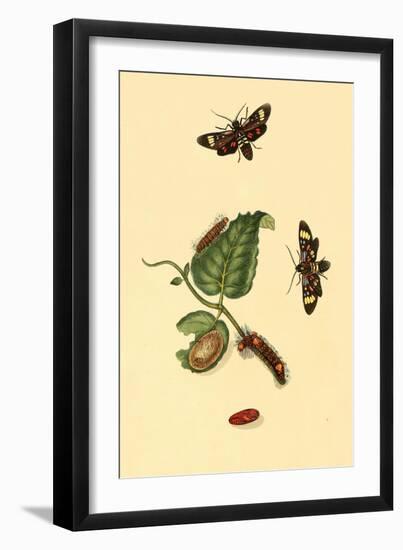 Surinam Butterflies, Moths and Caterpillars-Jan Sepp-Framed Art Print