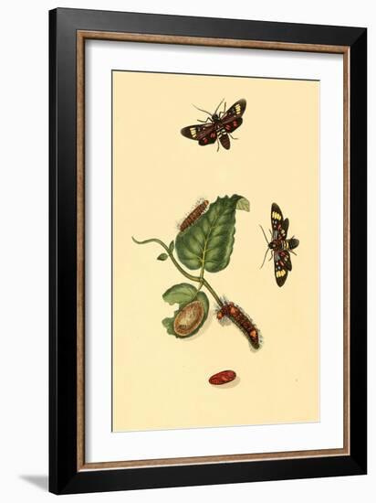 Surinam Butterflies, Moths and Caterpillars-Jan Sepp-Framed Art Print