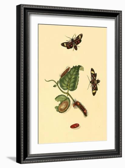 Surinam Butterflies, Moths and Caterpillars-Jan Sepp-Framed Art Print