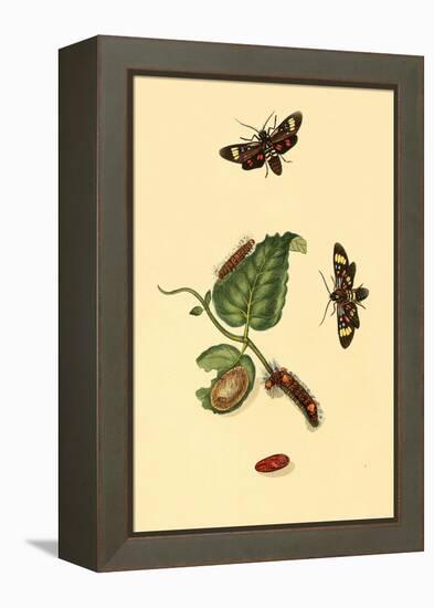 Surinam Butterflies, Moths and Caterpillars-Jan Sepp-Framed Stretched Canvas