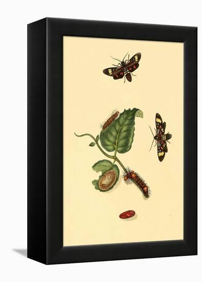 Surinam Butterflies, Moths and Caterpillars-Jan Sepp-Framed Stretched Canvas