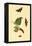 Surinam Butterflies, Moths and Caterpillars-Jan Sepp-Framed Stretched Canvas