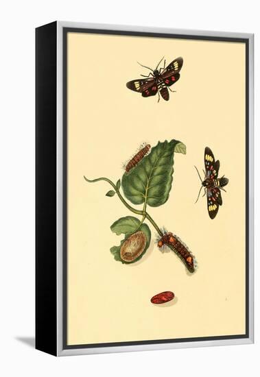 Surinam Butterflies, Moths and Caterpillars-Jan Sepp-Framed Stretched Canvas