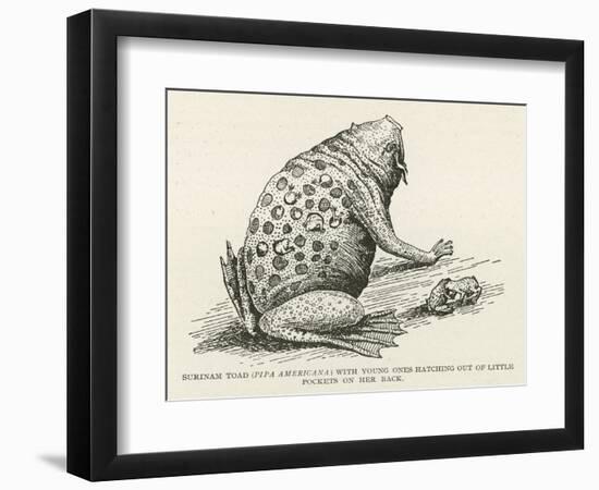 Surinam Toad-null-Framed Giclee Print