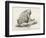 Surinam Toad-null-Framed Giclee Print