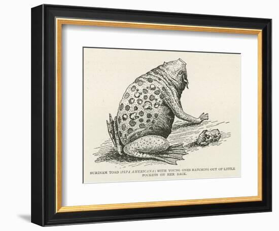 Surinam Toad-null-Framed Giclee Print