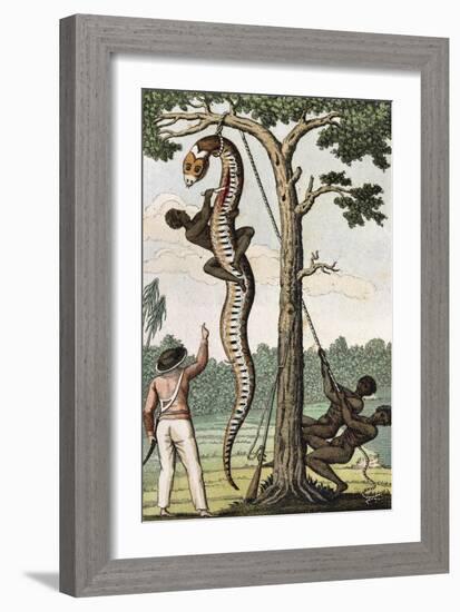 Suriname, Captain Stedman Ordering to Flay the Aroma Snake-null-Framed Giclee Print