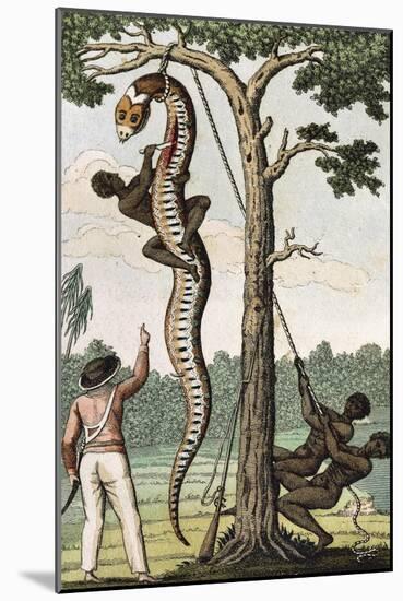 Suriname, Captain Stedman Ordering to Flay the Aroma Snake-null-Mounted Giclee Print