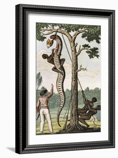 Suriname, Captain Stedman Ordering to Flay the Aroma Snake-null-Framed Giclee Print