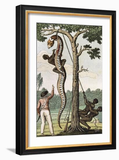 Suriname, Captain Stedman Ordering to Flay the Aroma Snake-null-Framed Giclee Print