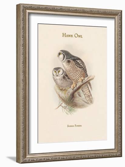 Surnia Funera - Hawk Owl-John Gould-Framed Art Print