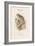 Surnia Funera - Hawk Owl-John Gould-Framed Art Print