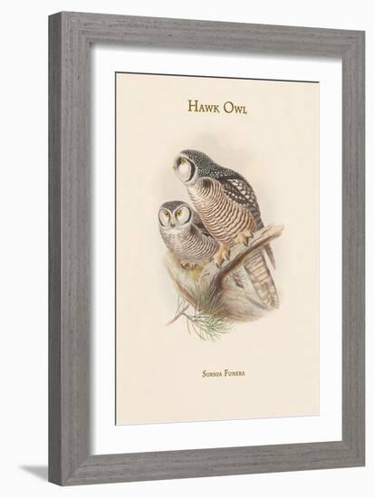 Surnia Funera - Hawk Owl-John Gould-Framed Art Print