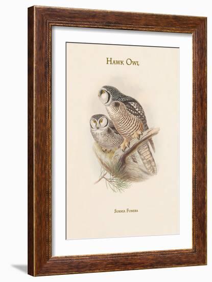 Surnia Funera - Hawk Owl-John Gould-Framed Art Print